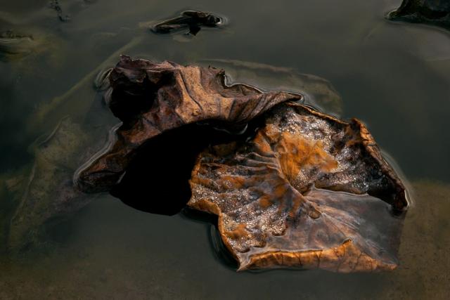Emergence éphémère 80 x 120 cm