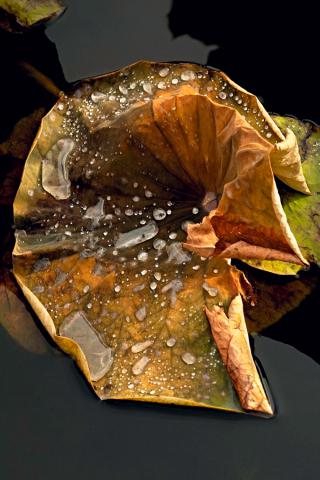 L'eclat du silence 120 x 80 cm 12 ex