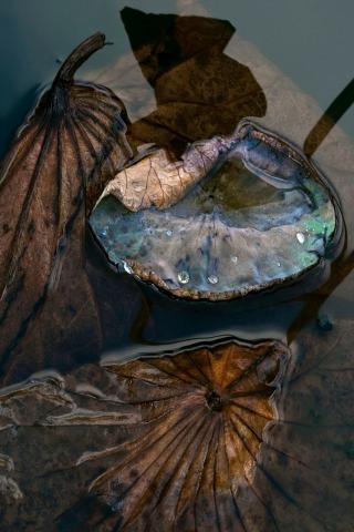 Prélude amphibien 80 x 120 cm